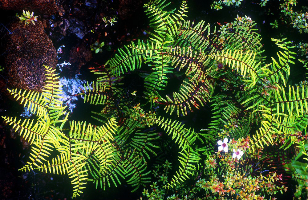 NZ Ferns & Forests